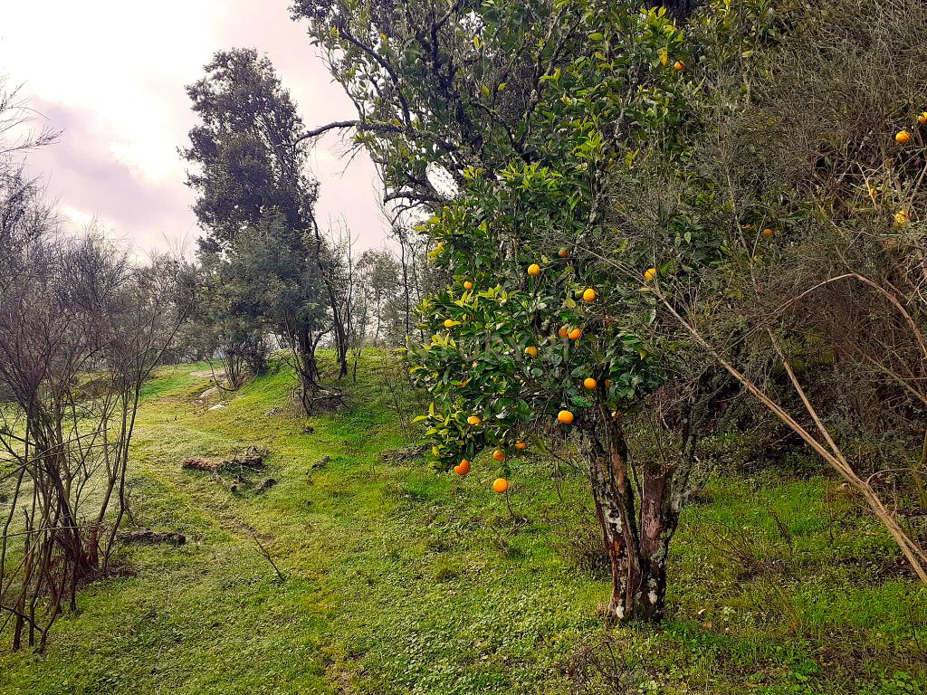 Belíssima ruína em terreno verdejante com vista deslumbrante para o Rio Douro, Baião, Porto - Image 53
