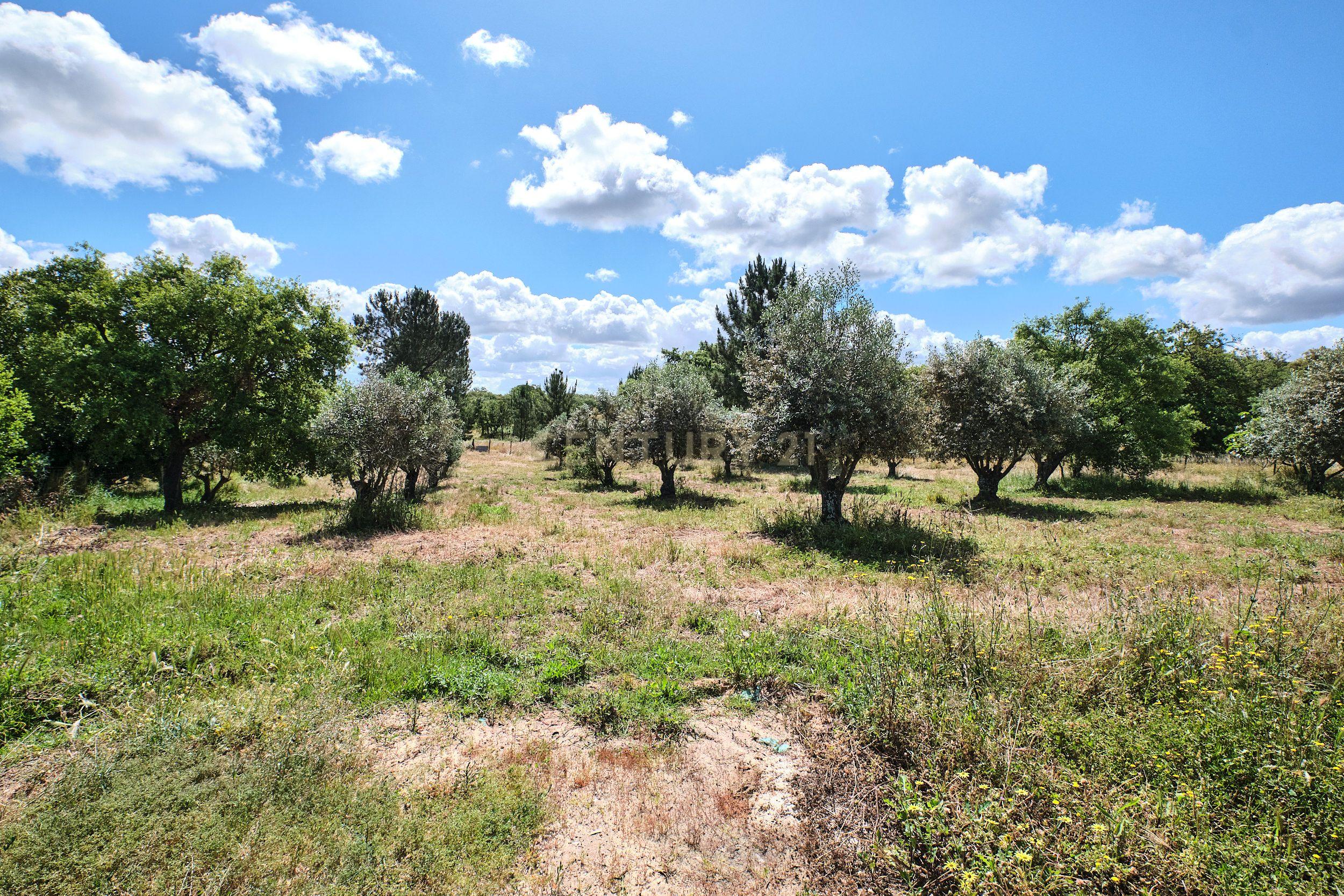 Viva o autêntico Alentejo – Seu refúgio em Ermidas do Sado - Cova do Gato espera por si - Image 15
