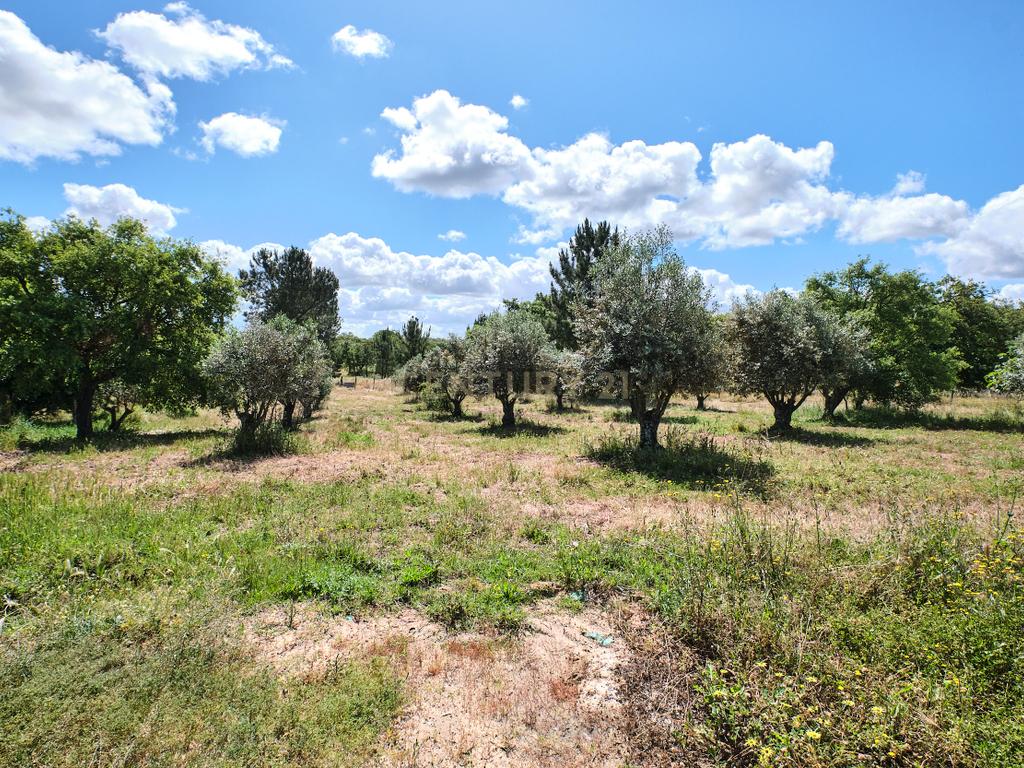 Viva o autêntico Alentejo – Seu refúgio em Ermidas do Sado - Cova do Gato espera por si - Image 15