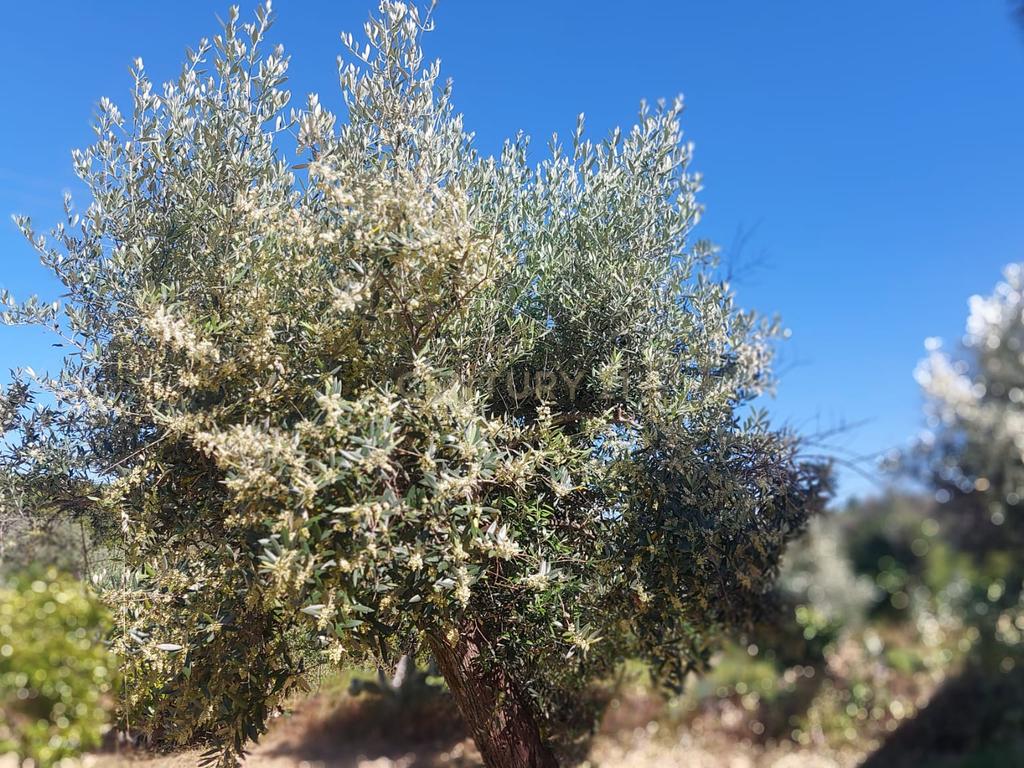 Terreno em Alcafozes, Idanha a Nova com Vista e Árvores de Fruto - Image 14