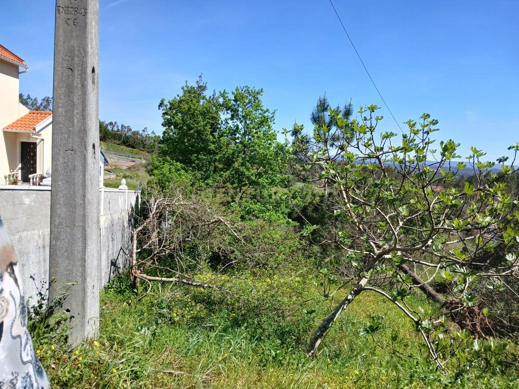 Terreno Rústico com Potencial de Construção | Ribeira de Santo Amaro – Louriçal - Image 1
