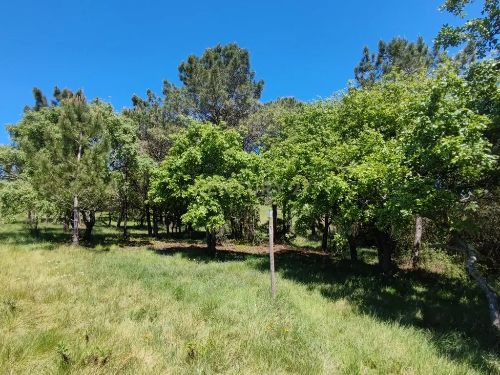 Terreno na Nazaré - Image 19