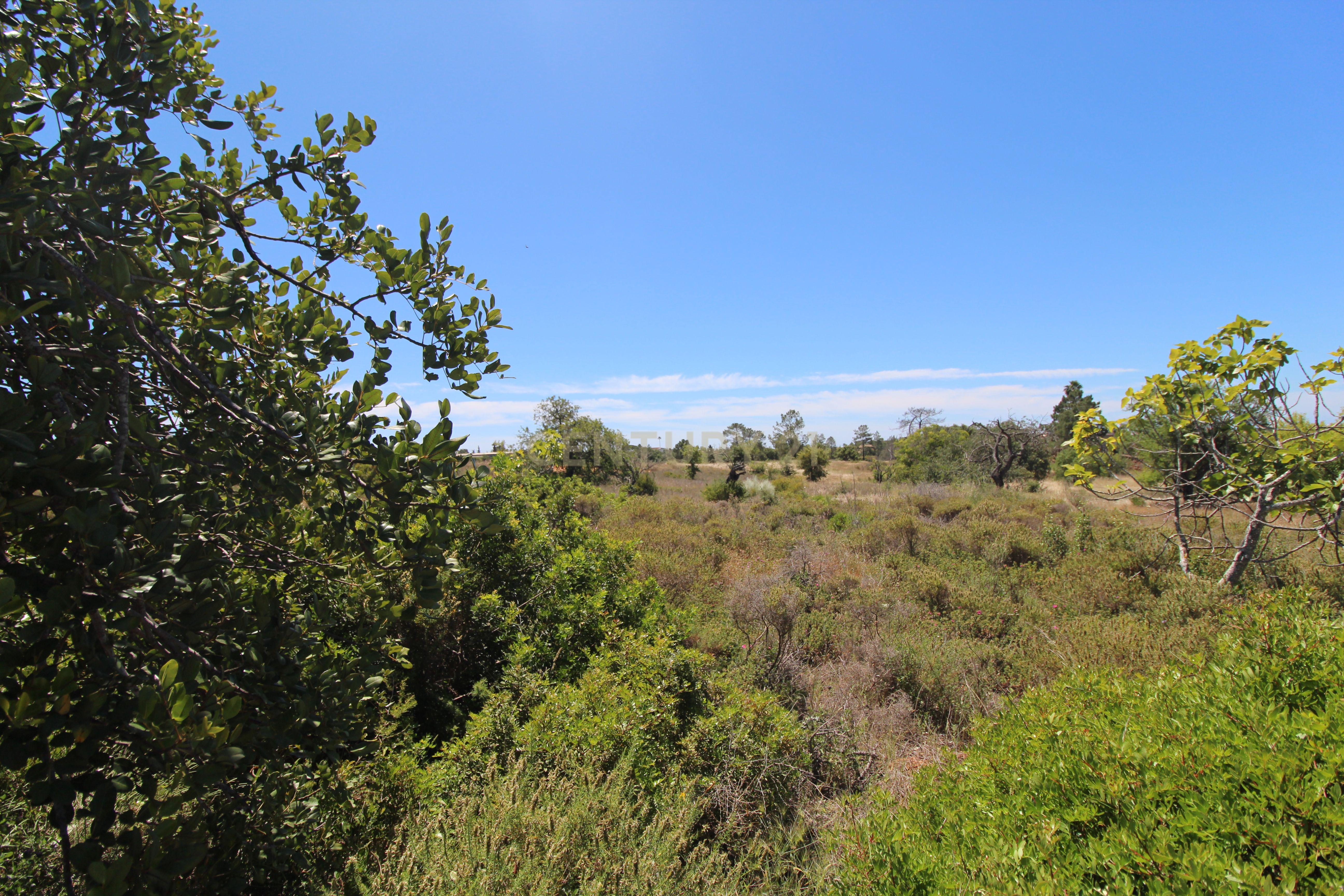 Fotografia 6 de Terreno Rústico com 13.000 m² no Coração do Algarve