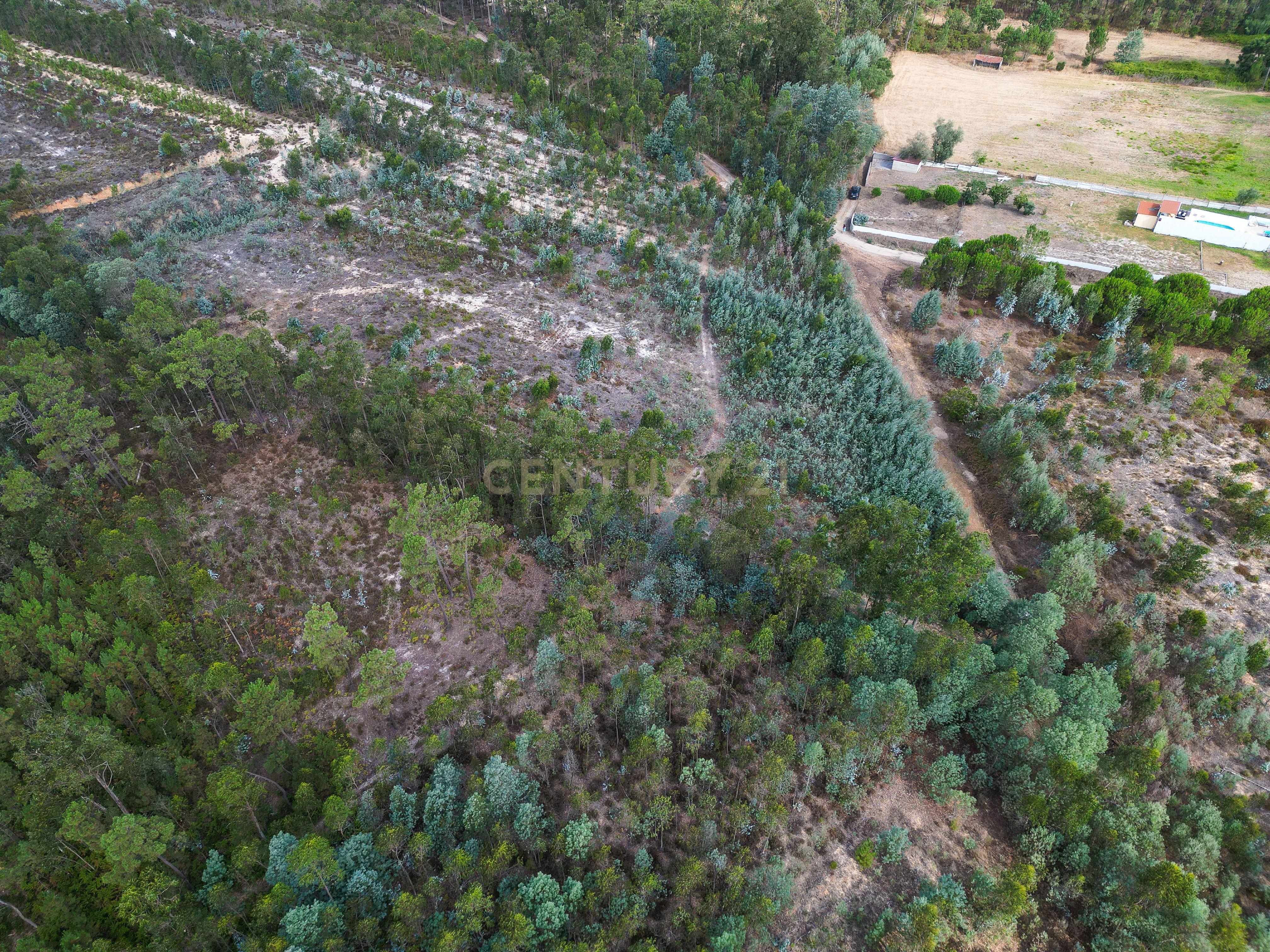 Fotografia 2 de Pinhal com 1.425 m² em Brejal – Cabeça Alta, Seixo de Gatões, Montemor-o-Velho
