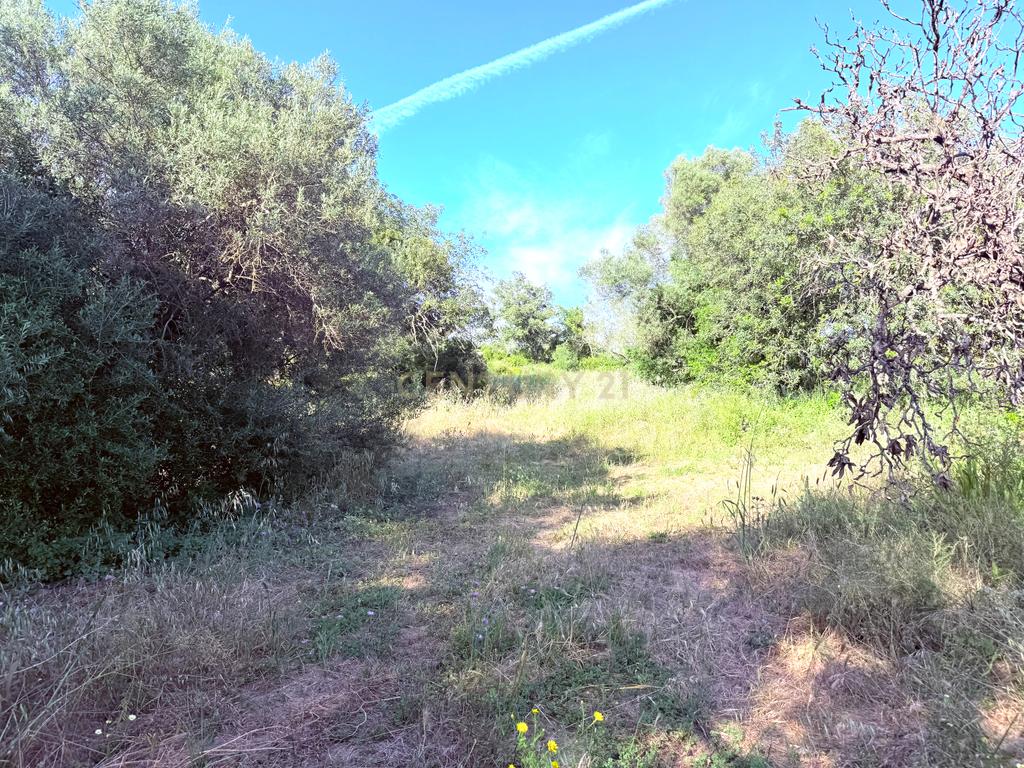 Quinta em Estiramantens – 1 Hectare de Pura Tranquilidade!  - Image 5