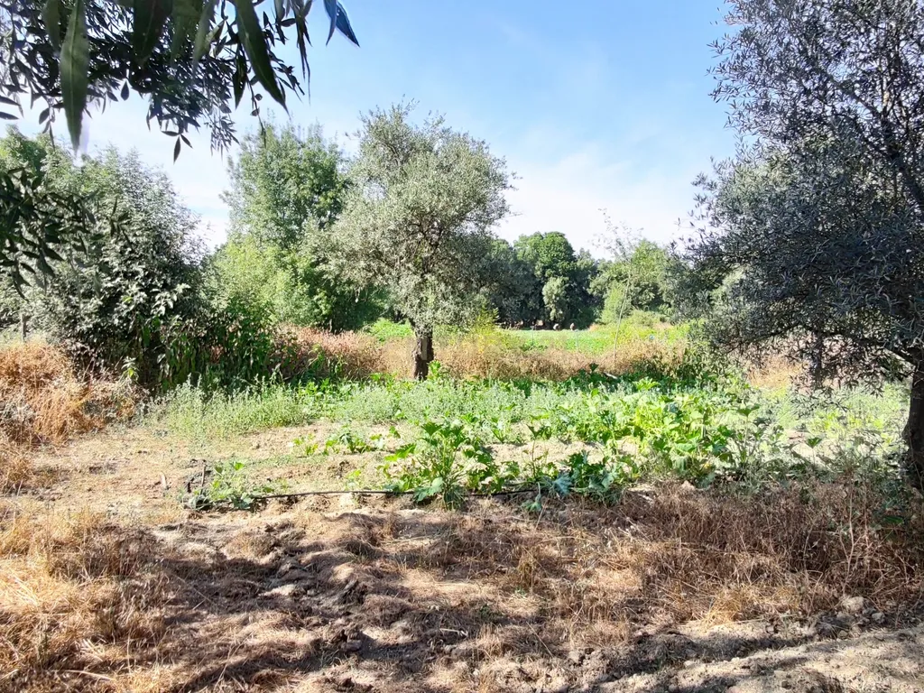 Oportunidade! Terreno de regadio, Benquerença, Penamacor - Image 18