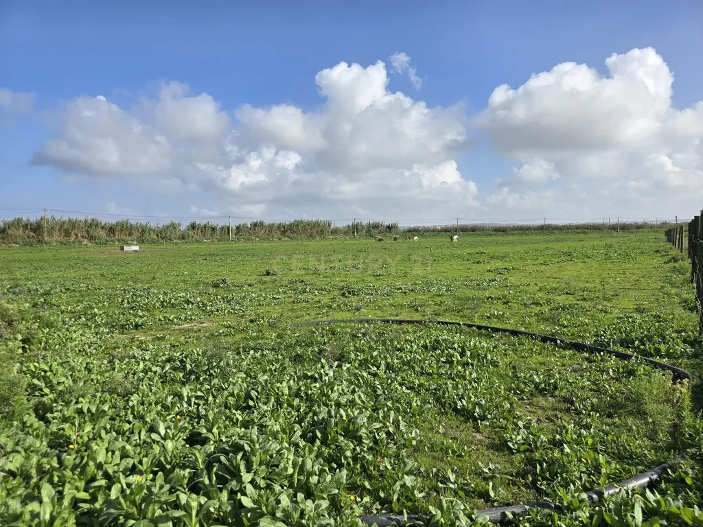 Moradia Isolada inserida em Quinta com terreno de 13000m2 em Peniche - Image 24