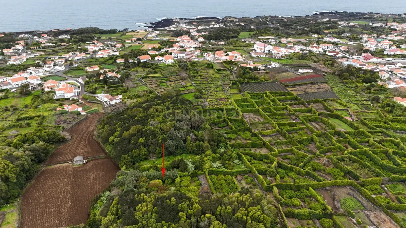 Fotografia 12 de Pomar localizado na zona dos Biscoitos, Ilha Terceira, com características ideais para utilização agrícola.