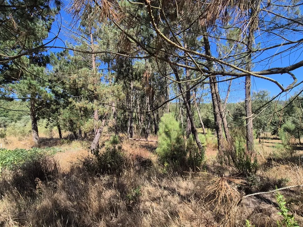 Terreno para Construção em Pombal, Leiria - Oportunidade Única! - Image 22