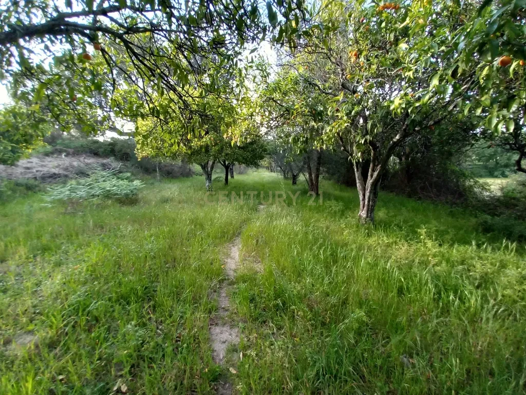 Encantadora Propriedade em Louriçal do Campo, Castelo Branco - Image 20