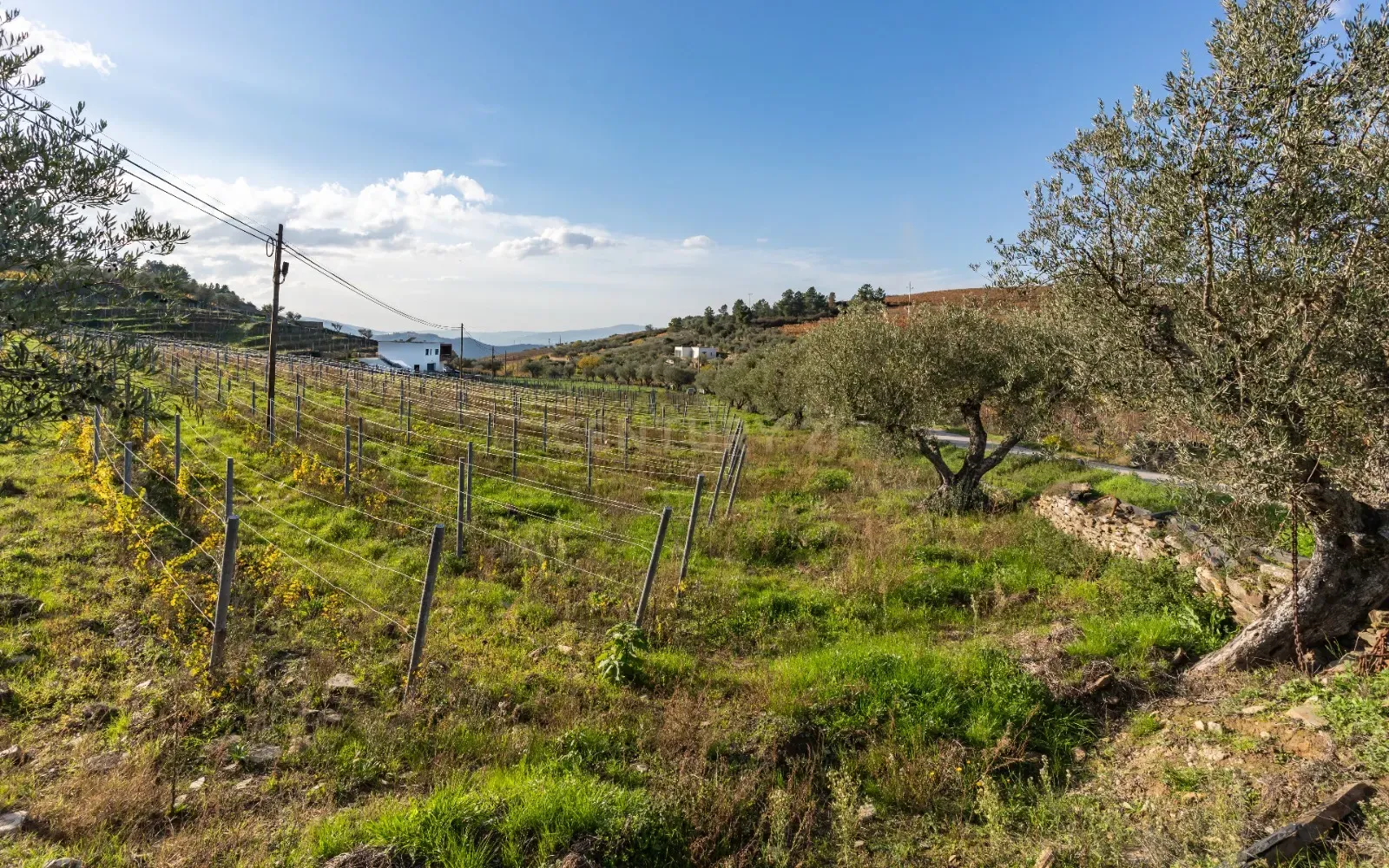 🏡Quinta com Moradia T3 e Vinha no Coração do Alto Douro Vinhateiro – Património Mundial da UNESCO - Image 47