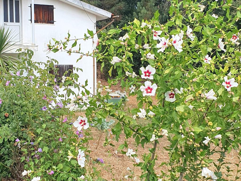 Moradia Isolada I Terreno I São Martinho do Bispo - Image 13