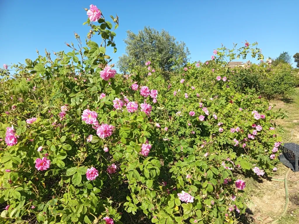 Oportunidade Única: Quinta de 16 Hectares com produção de plantas aromáticas, 2 Ha de rosas DAMASCENA, destilação de óleos essenciais e actividade e-commerce - Image 1