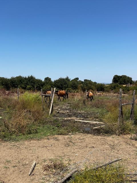 Quinta localizada em Amieira do Tejo, em Nisa, distrito de Portalegre - Image 21