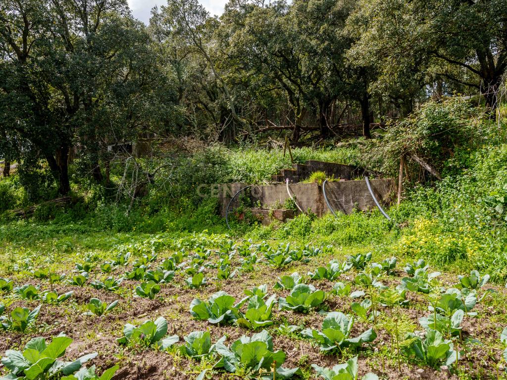 QUINTA COM 2,5 HECTARES EM ZONA CENTRAL DE MONCHIQUE - Image 34