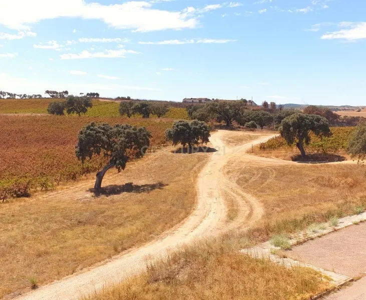 Herdades com produção Vinho, com 157,3ha situada em Terrugem, concelho de Elvas - Image 2