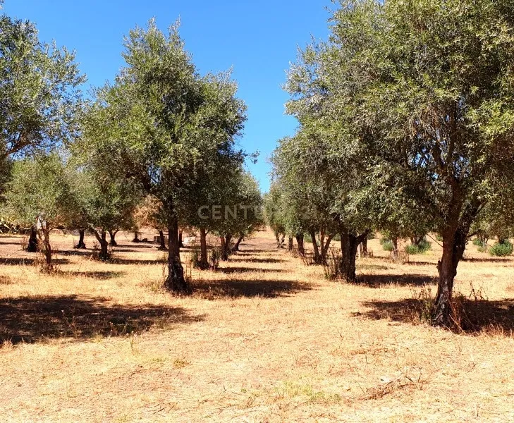 Herdades com produção Vinho, com 157,3ha situada em Terrugem, concelho de Elvas - Image 9