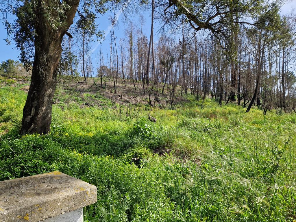 Terreno para construção em Colmeias, Leiria - Image 7