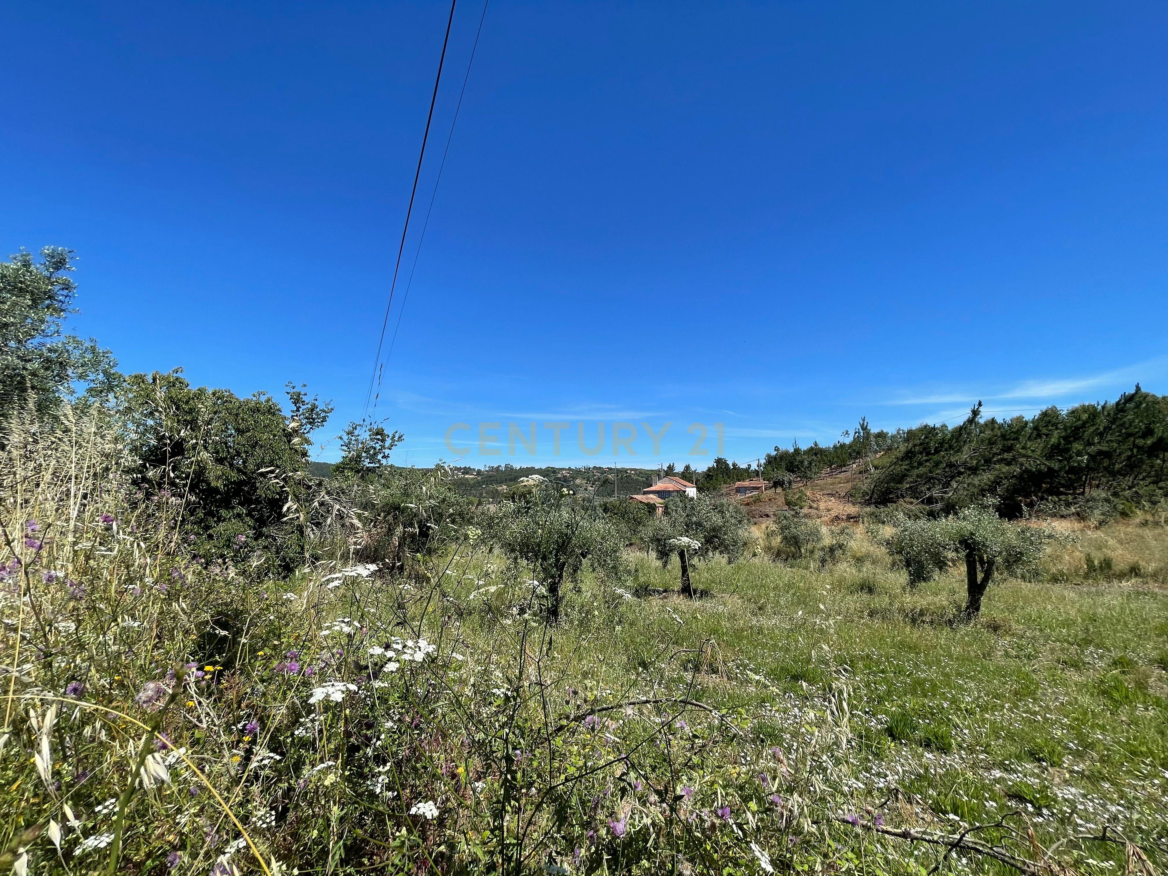 Fotografia 5 de Terreno em Ferreira do Zêzere com Vista do campo