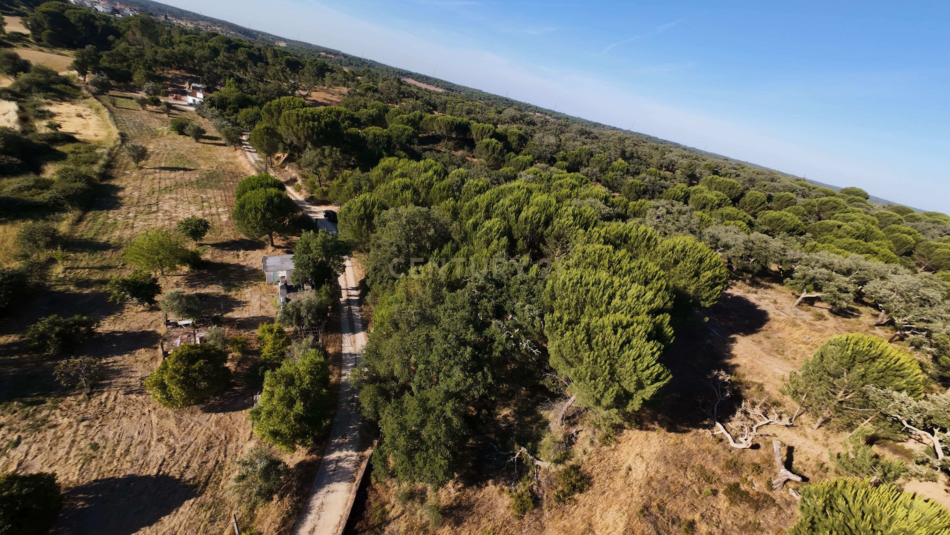 Fotografia 5 de Terreno Rústico em Foros da Boa Vista, Canha-Montijo– Natureza e Tranquilidade