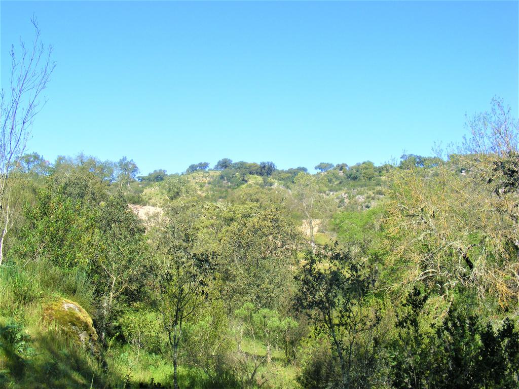 Quinta Típica Alentejana, Licença de Turismo Rural, Arrendamento, Arraiolos - Image 31