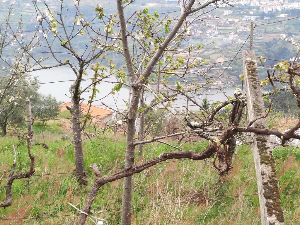 Terreno com casinha e vista para o rio Douro, em S. Tomé de Covelas, Baião para projeto agrícola - Image 40