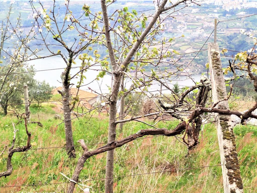 Terreno com casinha e vista para o rio Douro, em S. Tomé de Covelas, Baião para projeto agrícola - Image 2