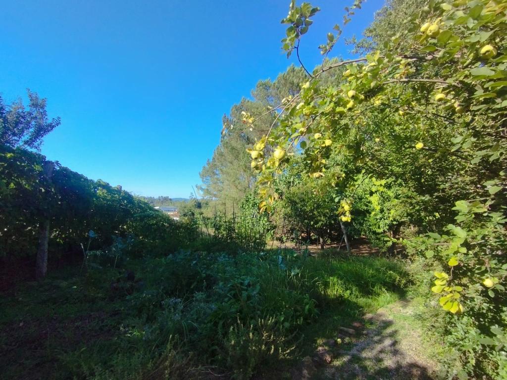 Grande moradia térrea, em Santo Tirso com área de lazer, anexo, jardim e terreno agrícola, Porto - Image 39