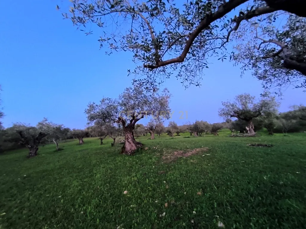 Olival para Venda – Pedrógão, Torres Novas - Image 15
