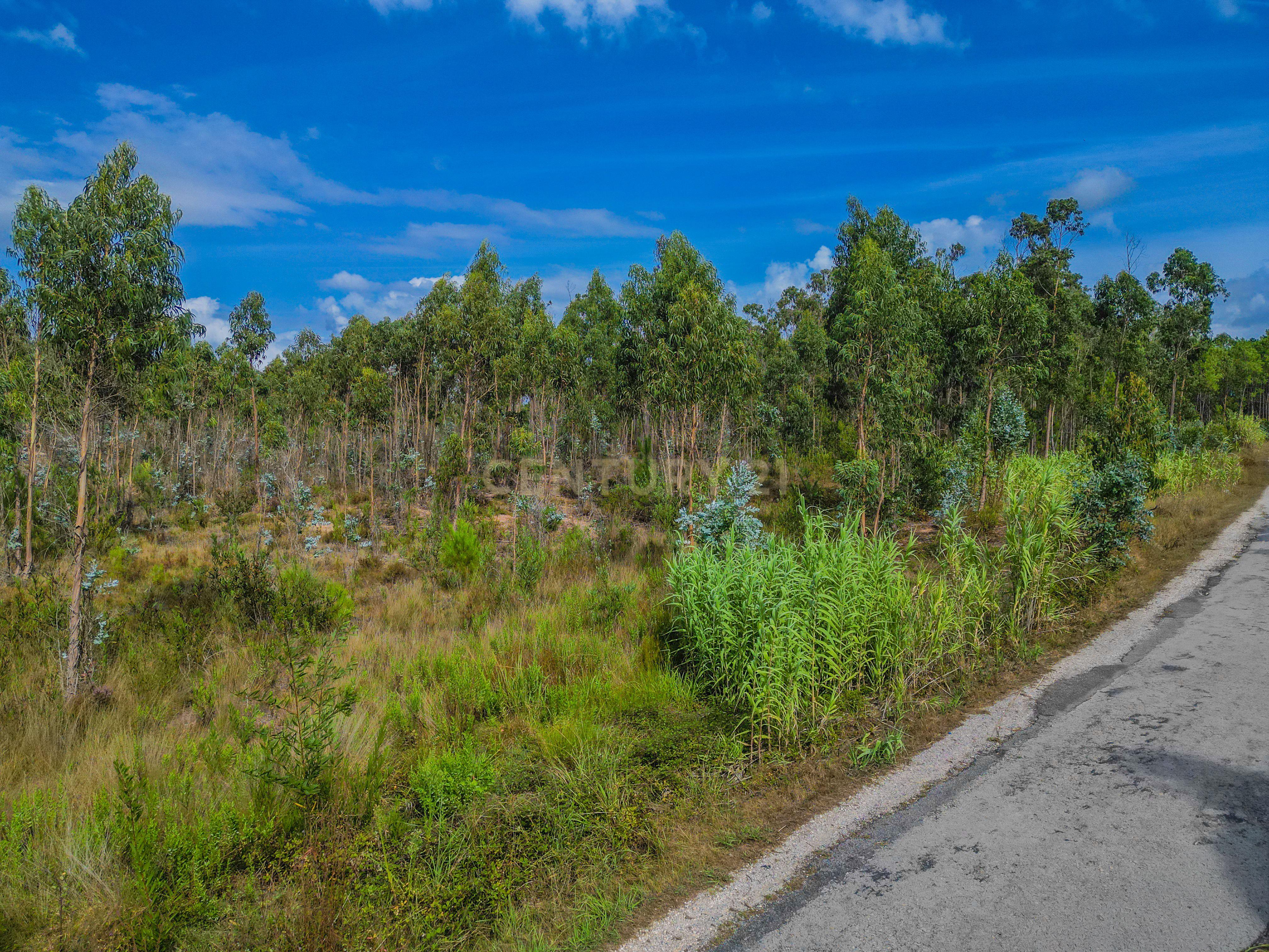 Fotografia 10 de Terreno rústico com cerca de 3.930,00 m² para venda em Lafrana de Cima – Figueira da Foz