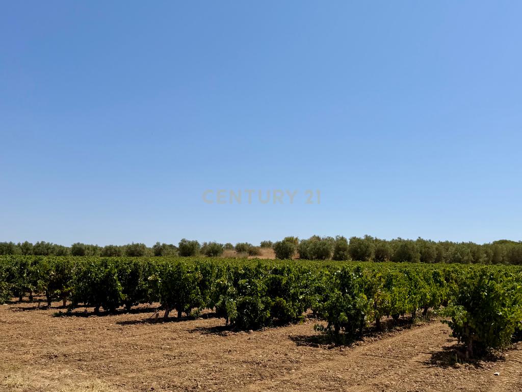 Herdade da Pandeira (93 Hectares) Vinha e Olival em Produção em Reguengos de Monsaraz. - Image 26