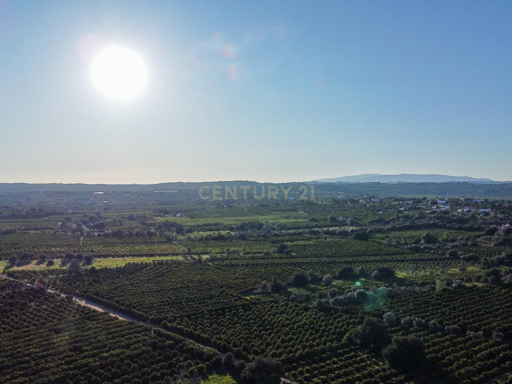 TERRENO RUSTICO COM OLIVEIRAS PARA VENDA - Image 1