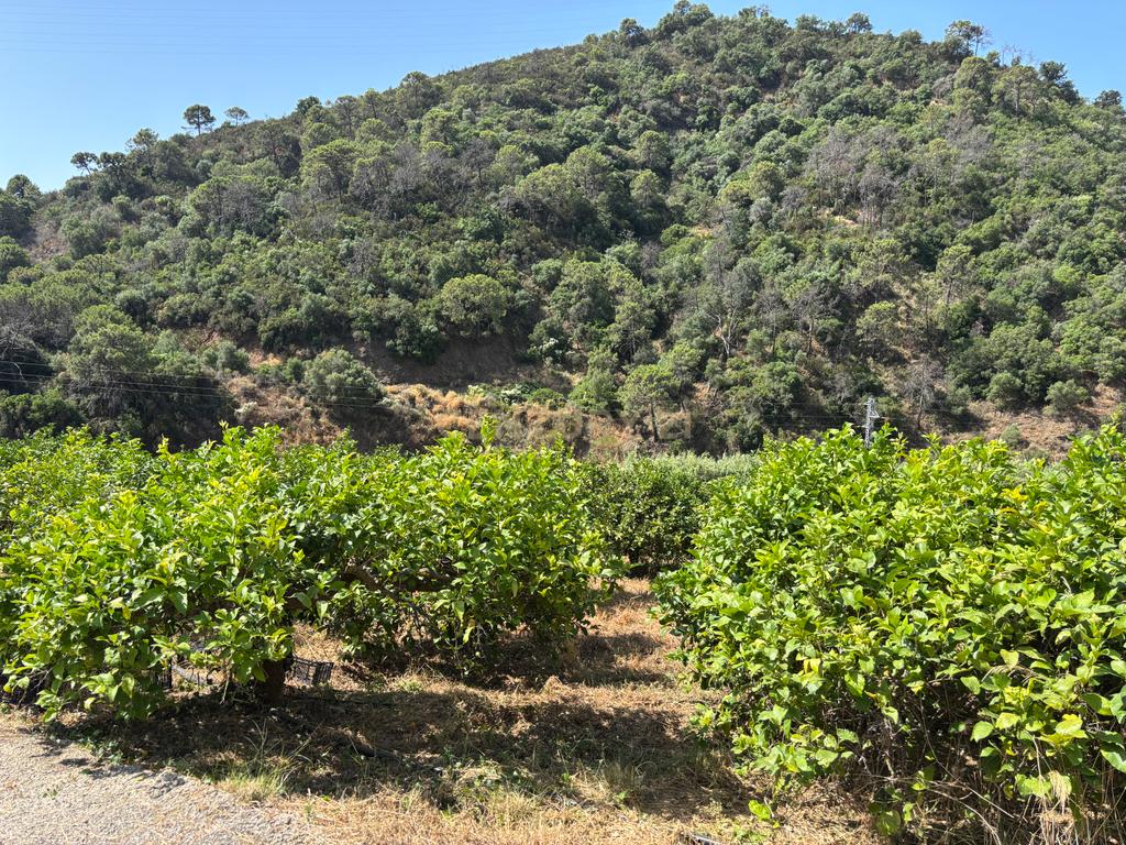 verbatimFazenda ecológica com limões durante todo o ano - Nas margens do rio Padrón - Estepona - Image 21