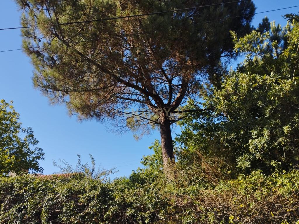 Grande moradia térrea, em Santo Tirso com área de lazer, anexo, jardim e terreno agrícola, Porto - Image 46