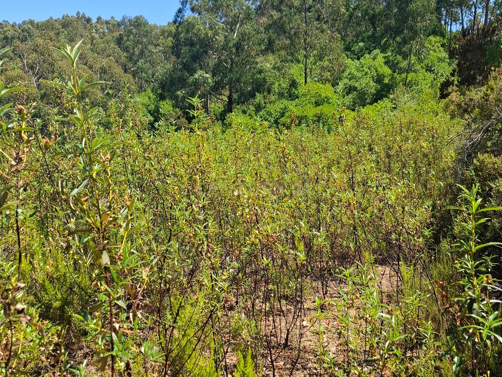 terreno Rustico com Eucaliptal - Image 10