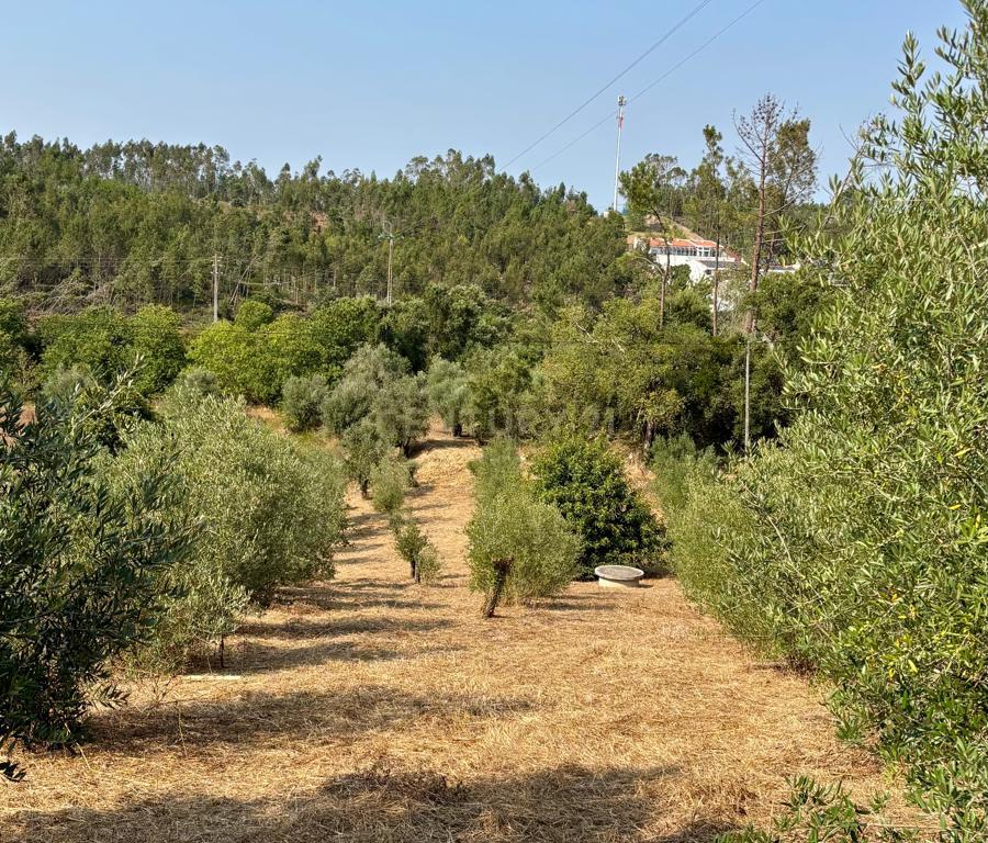 Terreno - Excelente Localização - 2180m2 - Arrabal, Leiria - Image 2