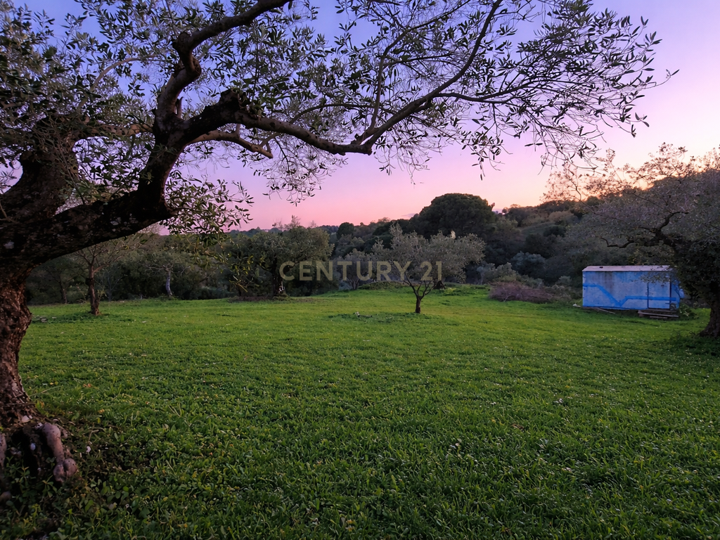Olival para Venda – Pedrógão, Torres Novas - Image 2