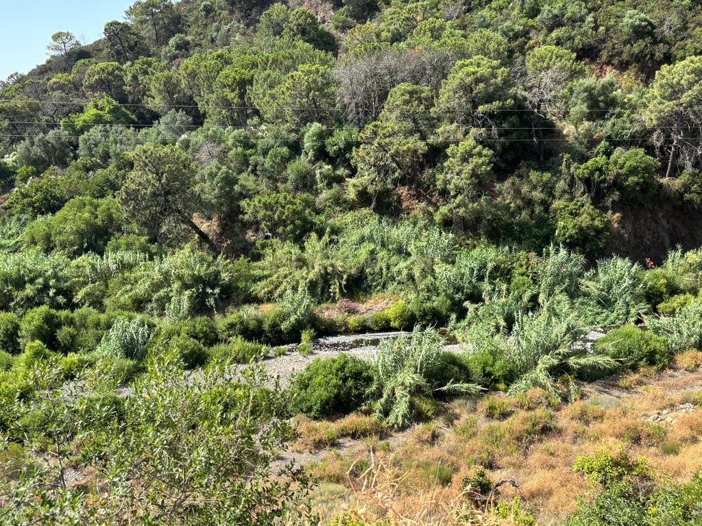 verbatimFazenda ecológica com limões durante todo o ano - Nas margens do rio Padrón - Estepona - Image 12