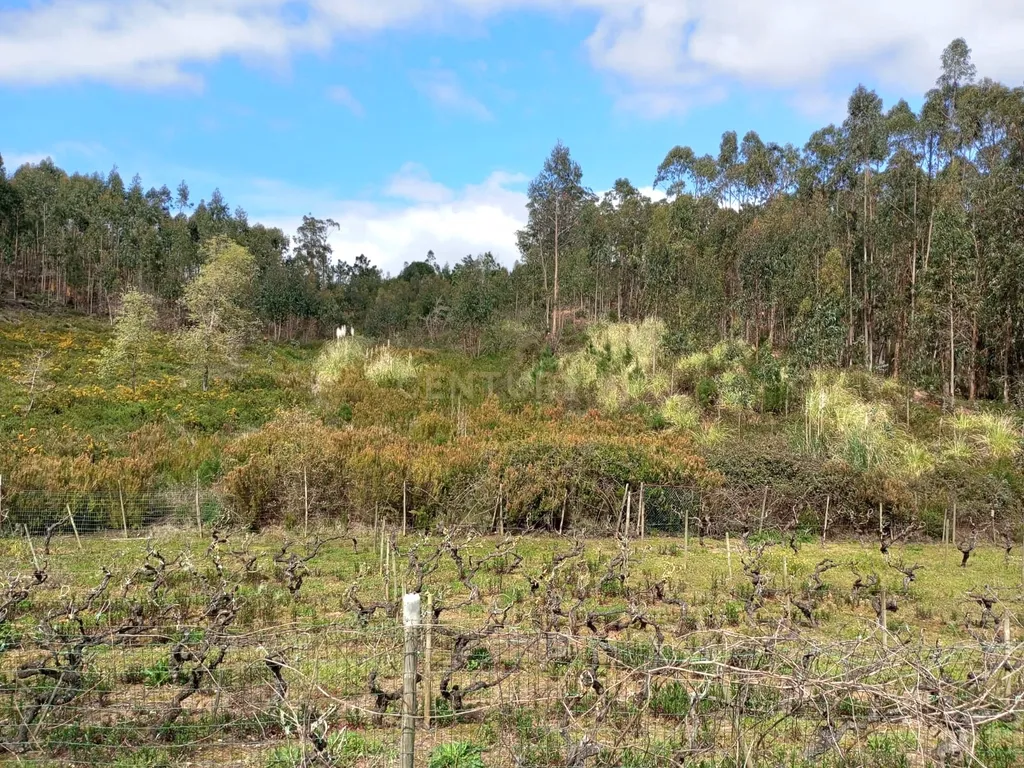 Terreno Rústico à Venda – 1800 m² em Vale Moreira, Vilar - Image 4