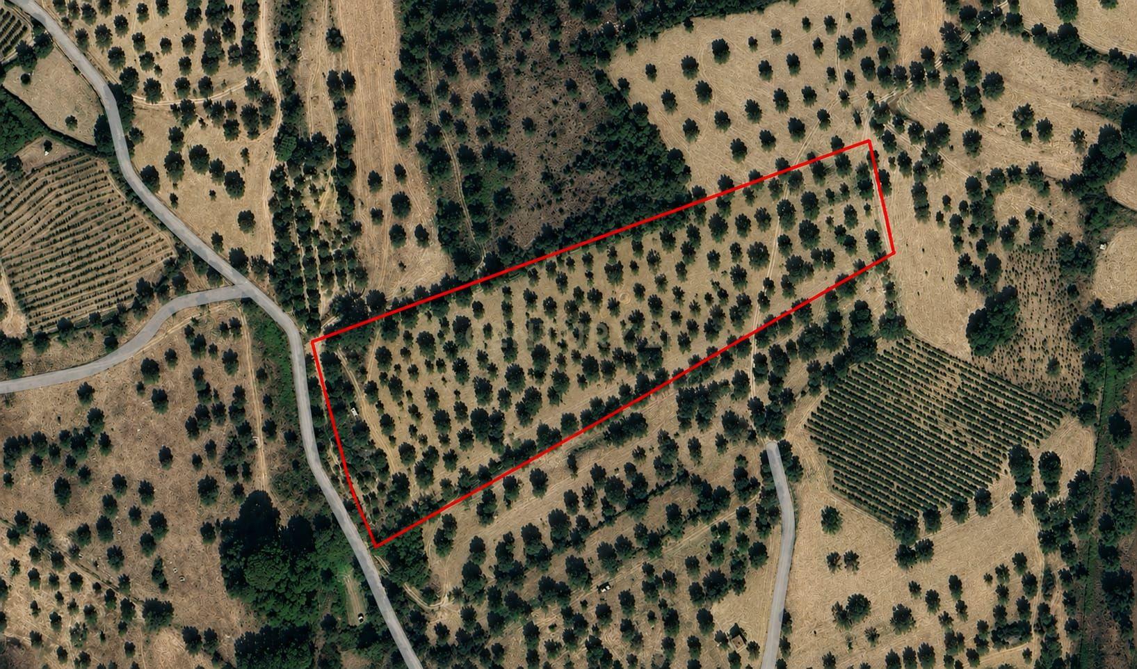 Olival para Venda – Pedrógão, Torres Novas