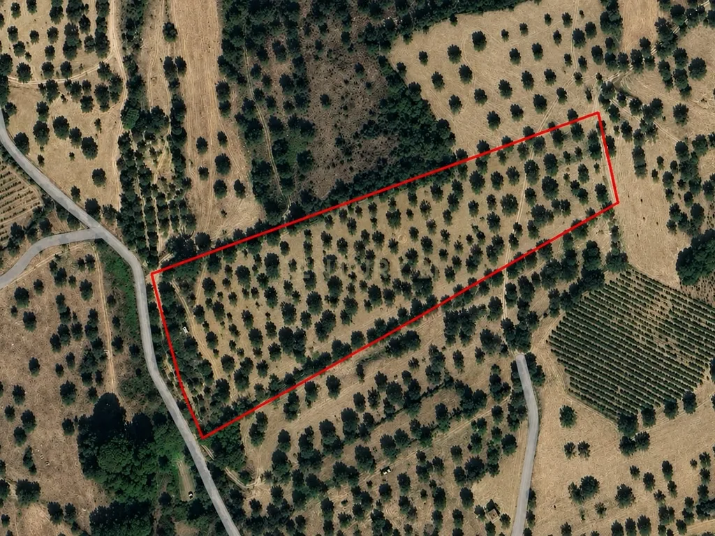 Olival para Venda – Pedrógão, Torres Novas - Image 1