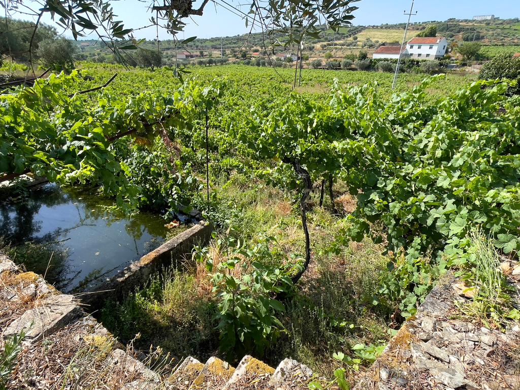 Quinta Encantadora T4 em Tabuaço, Viseu - Image 8