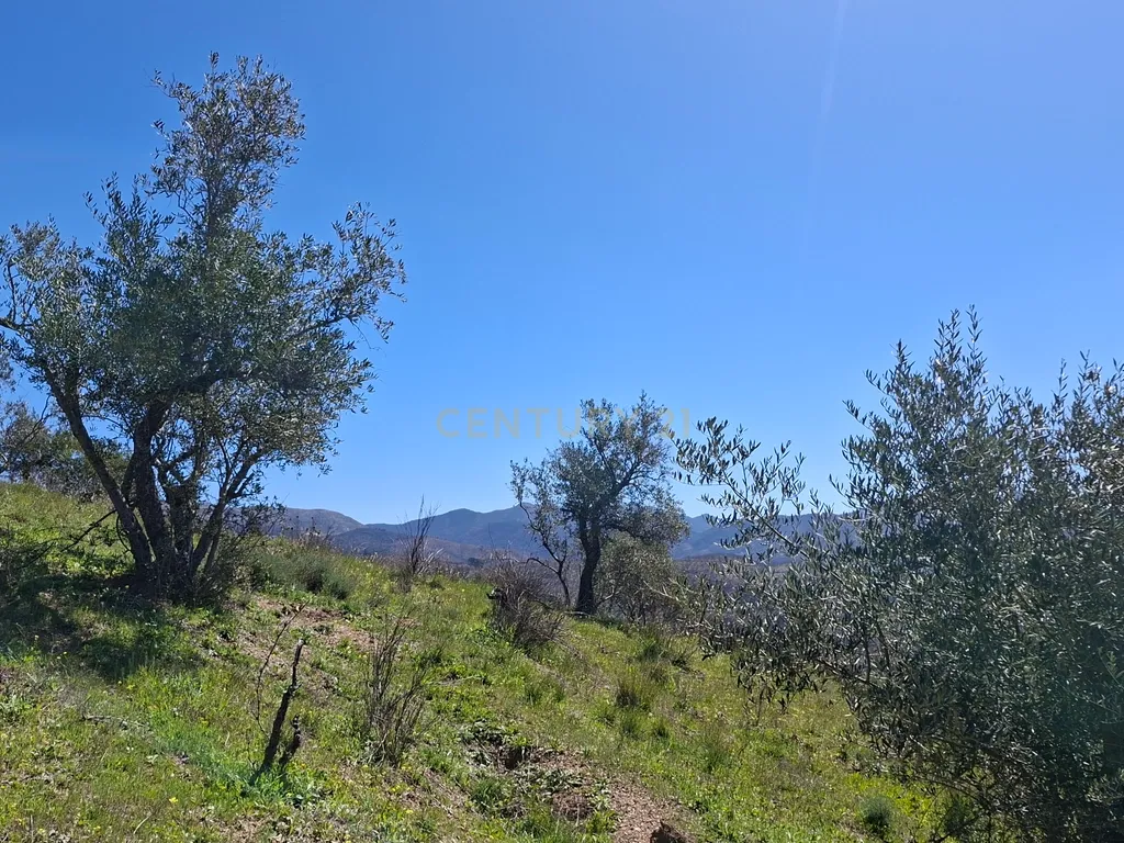 Moradia geminada de gaveto, com orientação sul, vistas para a montanha e duas propriedades rústicas com oliveiras, vinhas e castanheiros, no coração do Alto Genal. - Image 24