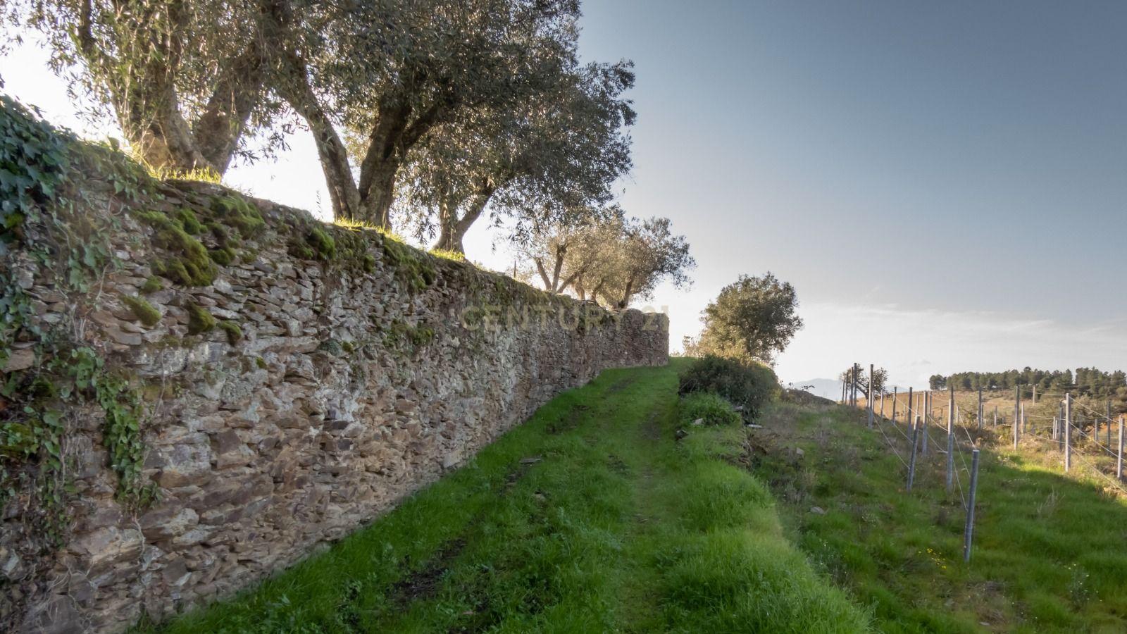 🏡Quinta com Moradia T3 e Vinha no Coração do Alto Douro Vinhateiro – Património Mundial da UNESCO - Image 68