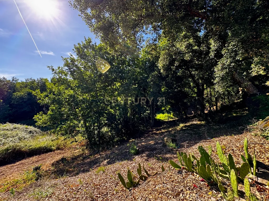 Terreno com 2,6519 hectares, situado em Abragão, Penafiel - Image 2