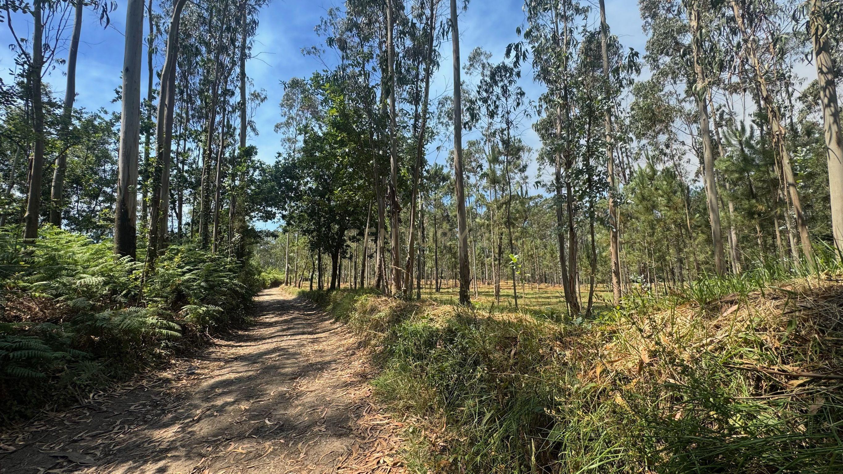 Fotografia 9 de TERRENO FLORRESTAL 5.453 m² – TERROSO | PÓVOA DE VARZIM