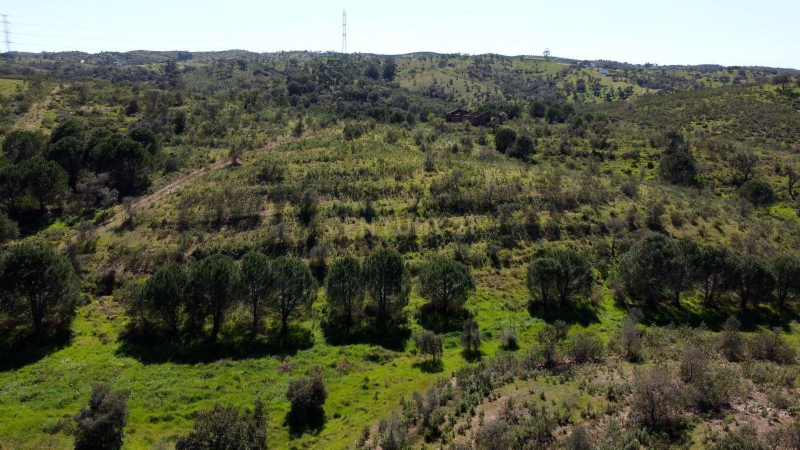 Fotografia 6 de Terreno Monte Alentejano com 6,27 ha, Artigo Urbano 120 m² e Montado de Sobro