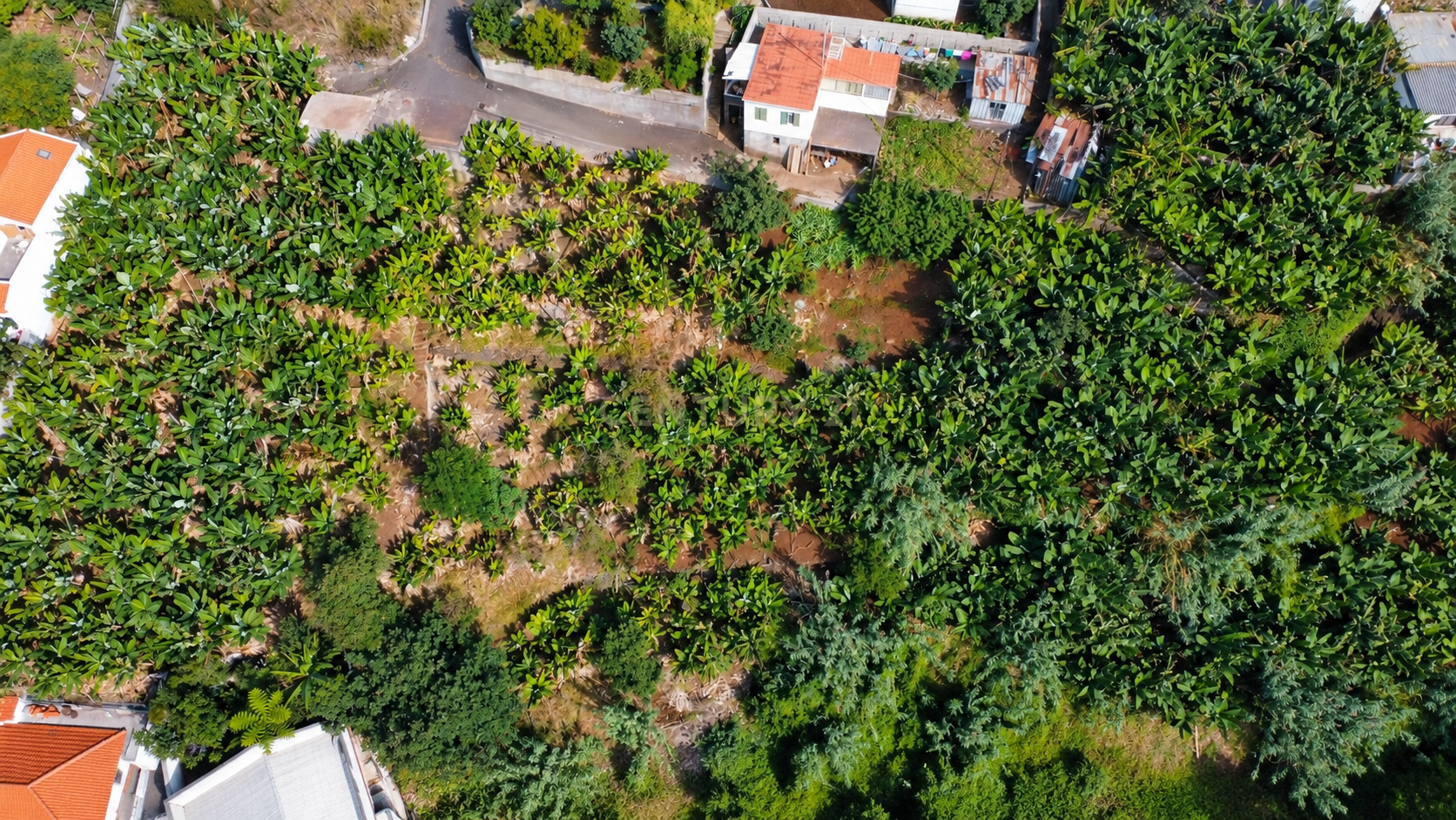 Fotografia 6 de Terreno com Vista a Bahia do Funchal