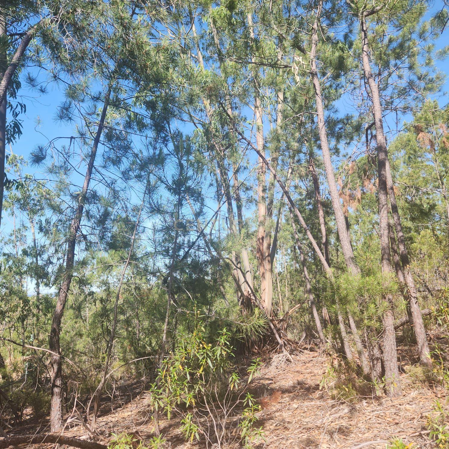 Fotografia 7 de Terreno Florestal 3,4ha - Barroca da Ferranha, Perais, Vila Velha de Ródão