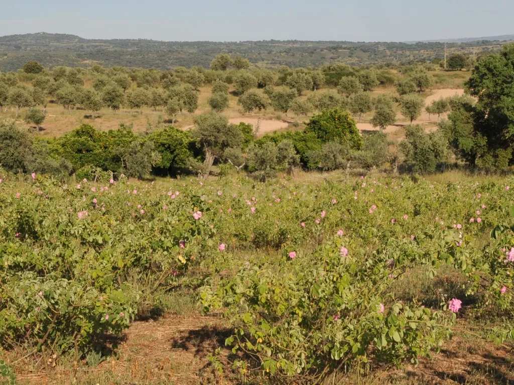 Oportunidade Única: Quinta de 16 Hectares com produção de plantas aromáticas, 2 Ha de rosas DAMASCENA, destilação de óleos essenciais e actividade e-commerce - Image 23